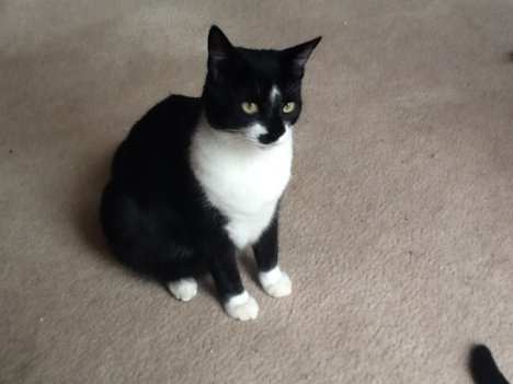 Picture of a cat / kitten / feline