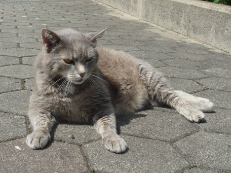 Picture of a cat / kitten / feline