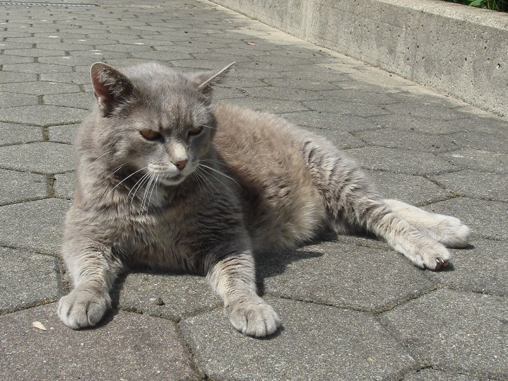 Picture of a cat / kitten / feline