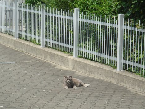 Picture of a cat / kitten / feline