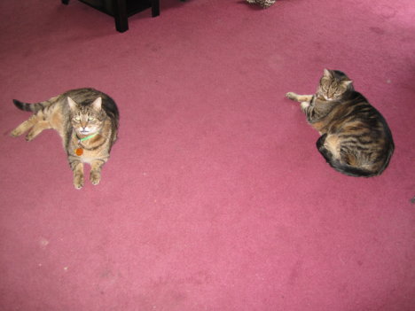 Picture of a cat / kitten / feline