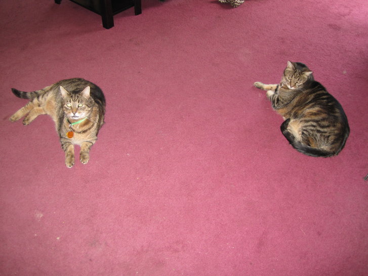 Picture of a cat / kitten / feline