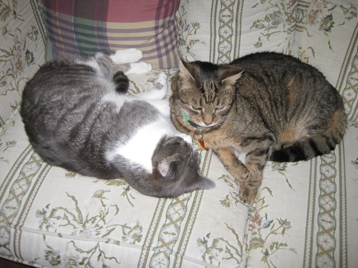 Picture of a cat / kitten / feline