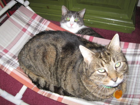 Picture of a cat / kitten / feline