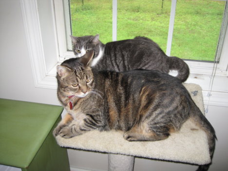 Picture of a cat / kitten / feline