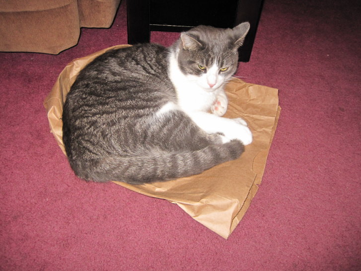 Picture of a cat / kitten / feline