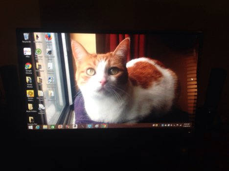 Picture of a cat / kitten / feline