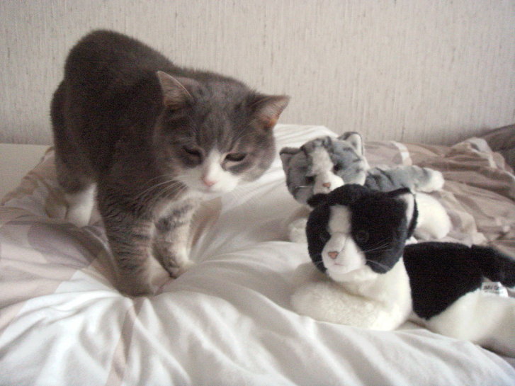 Picture of a cat / kitten / feline