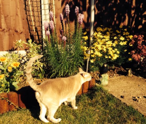 Picture of a cat / kitten / feline