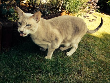 Picture of a cat / kitten / feline