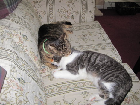 Picture of a cat / kitten / feline