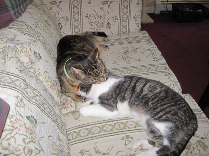 Picture of a cat / kitten / feline