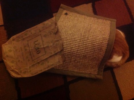 Picture of a cat / kitten / feline