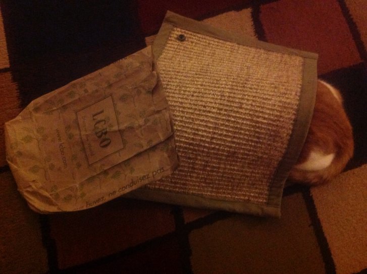 Picture of a cat / kitten / feline