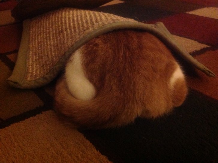 Picture of a cat / kitten / feline