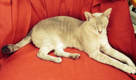 Picture of a cat / kitten / feline