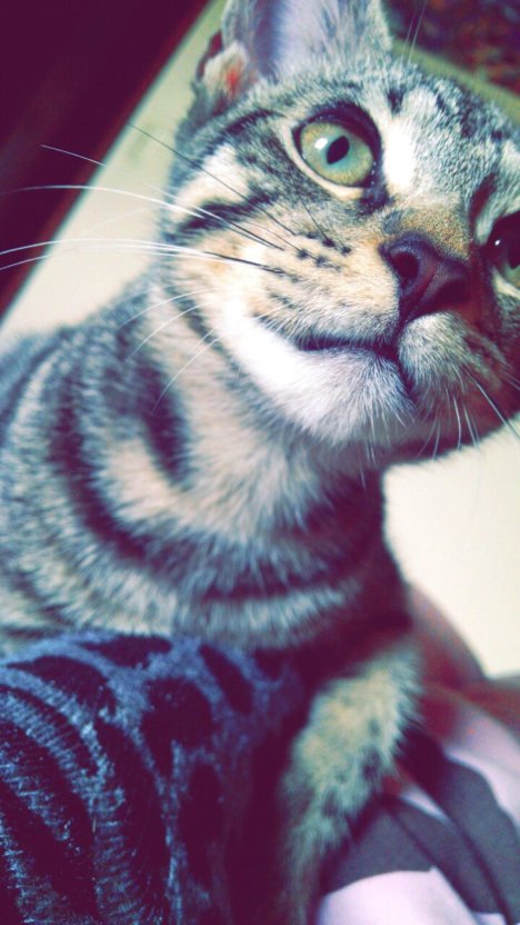 Picture of a cat / kitten / feline