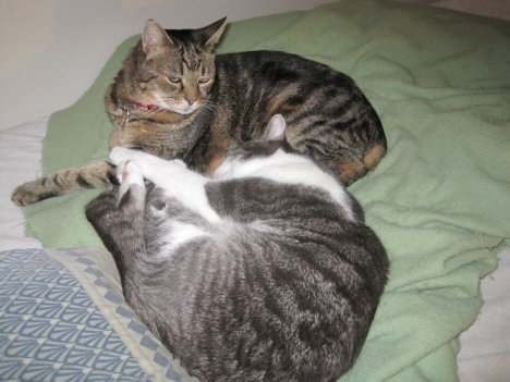 Picture of a cat / kitten / feline