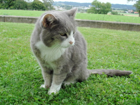 Picture of a cat / kitten / feline