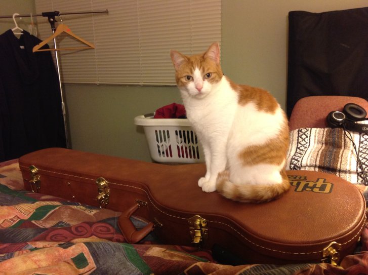 Picture of a cat / kitten / feline