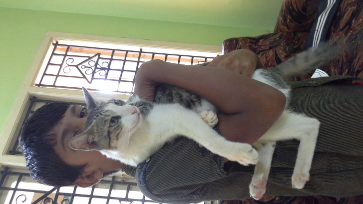 Picture of a cat / kitten / feline