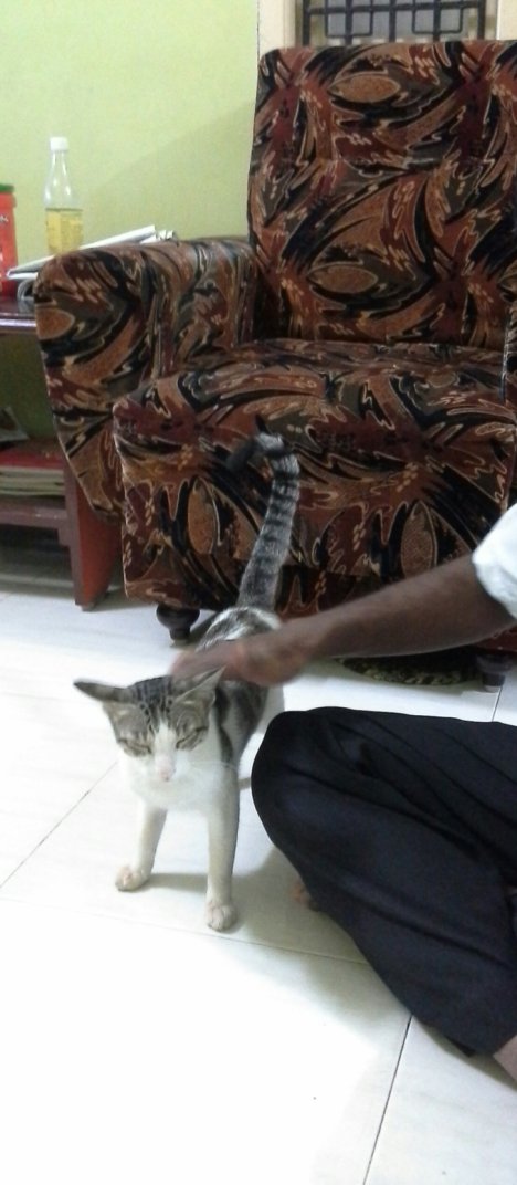 Picture of a cat / kitten / feline