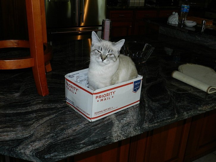 Picture of a cat / kitten / feline