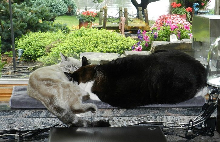 Picture of a cat / kitten / feline