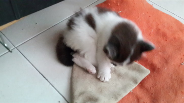 Picture of a cat / kitten / feline