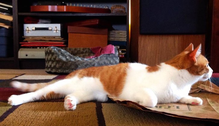 Picture of a cat / kitten / feline