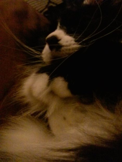 Picture of a cat / kitten / feline