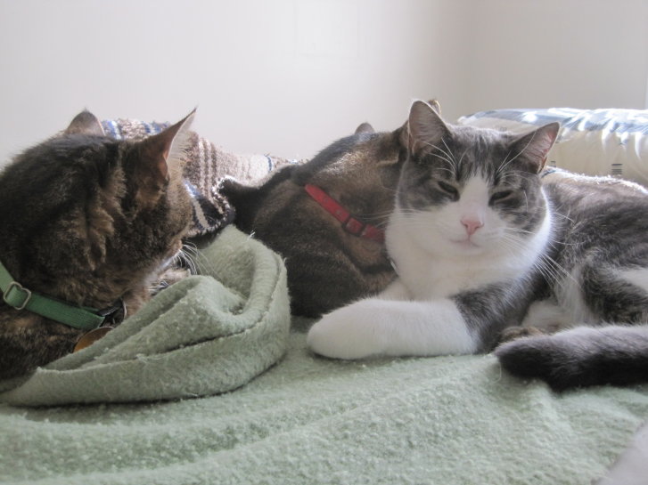 Picture of a cat / kitten / feline