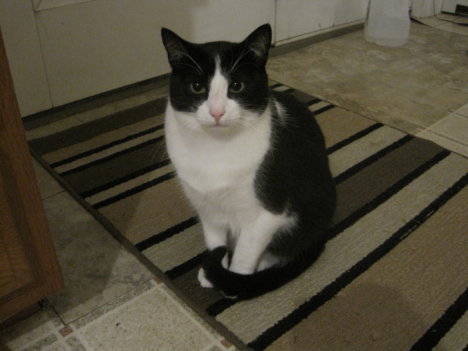 Picture of a cat / kitten / feline