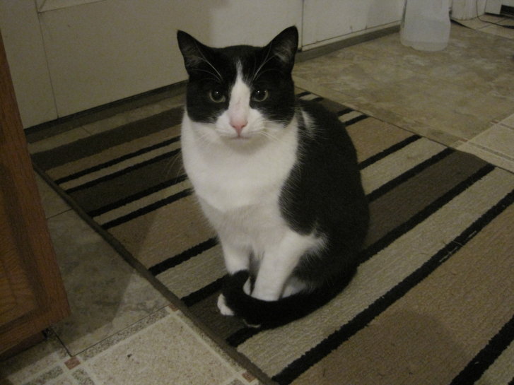 Picture of a cat / kitten / feline