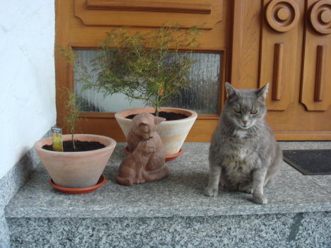 Picture of a cat / kitten / feline