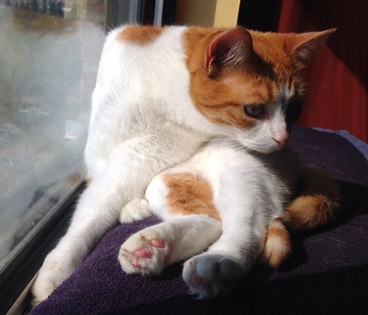 Picture of a cat / kitten / feline