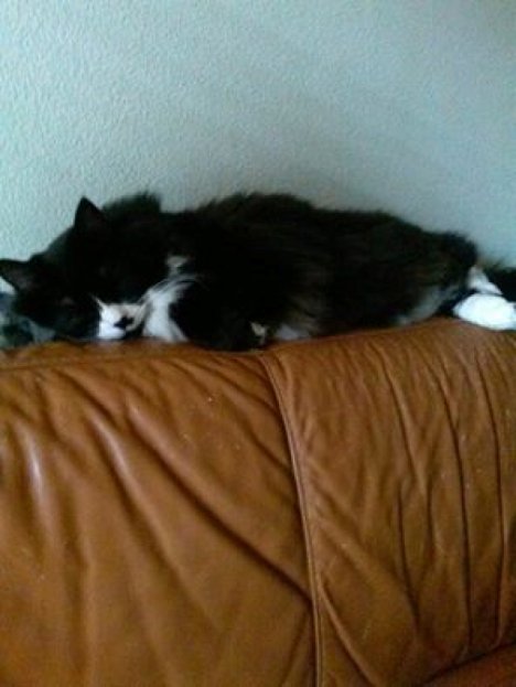 Picture of a cat / kitten / feline