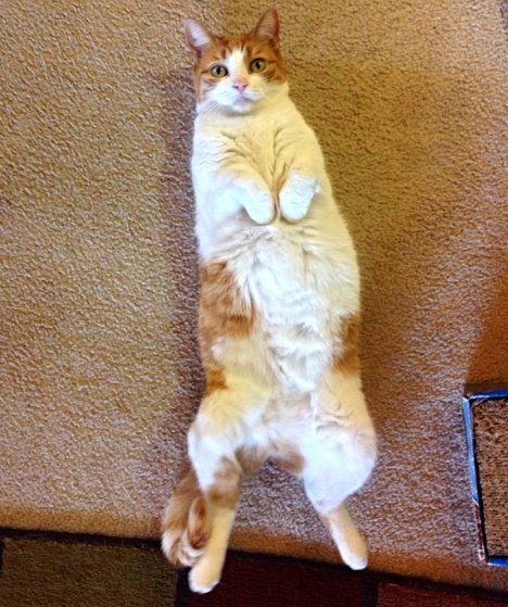 Picture of a cat / kitten / feline