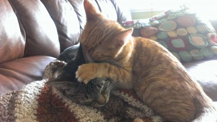 Picture of a cat / kitten / feline