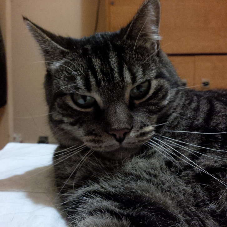 Picture of a cat / kitten / feline