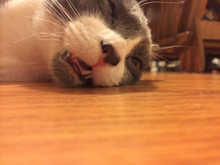 Picture of a cat / kitten / feline