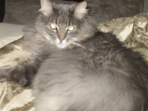 Picture of a cat / kitten / feline