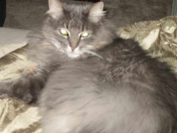 Picture of a cat / kitten / feline