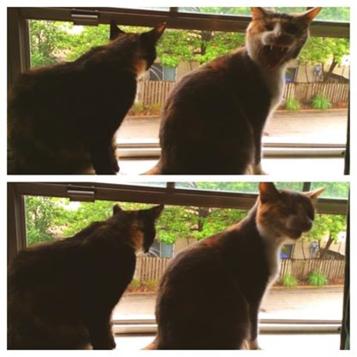 Picture of a cat / kitten / feline