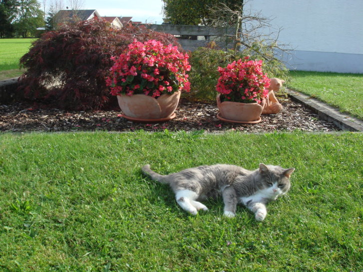 Picture of a cat / kitten / feline