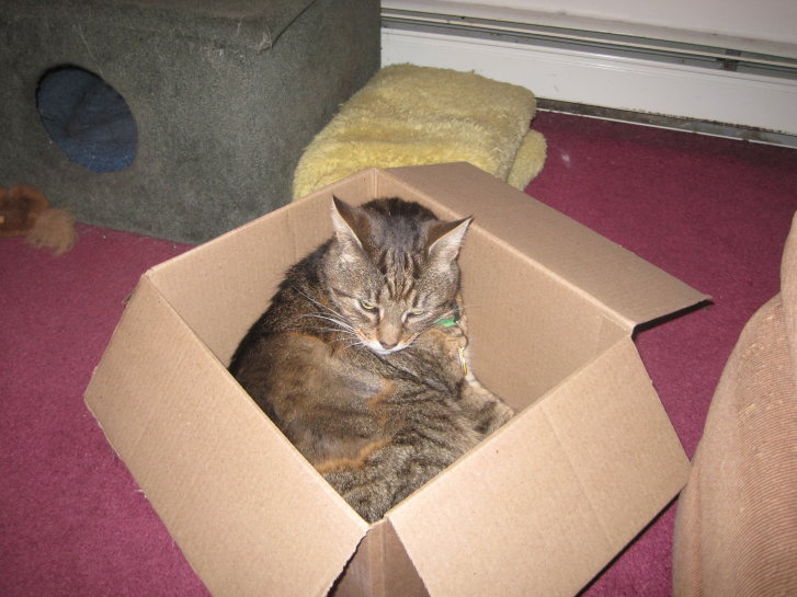 Picture of a cat / kitten / feline