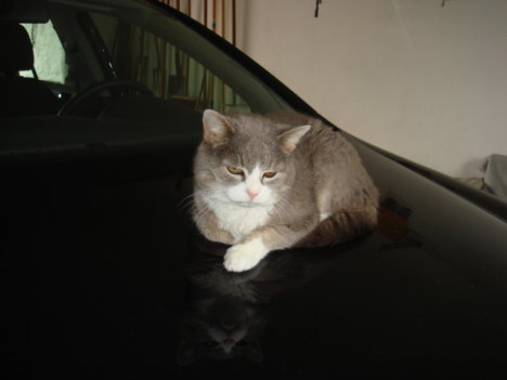 Picture of a cat / kitten / feline