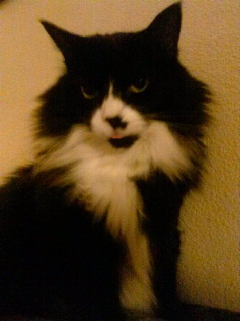 Picture of a cat / kitten / feline