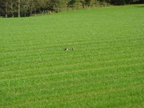 Picture of a cat / kitten / feline