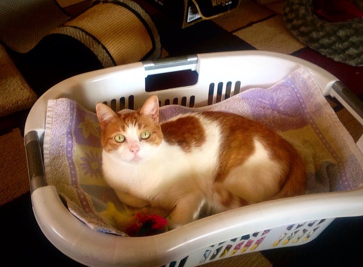 Picture of a cat / kitten / feline